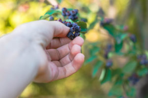 How to Grow Juneberries From Seed at Home (2026 Guide)