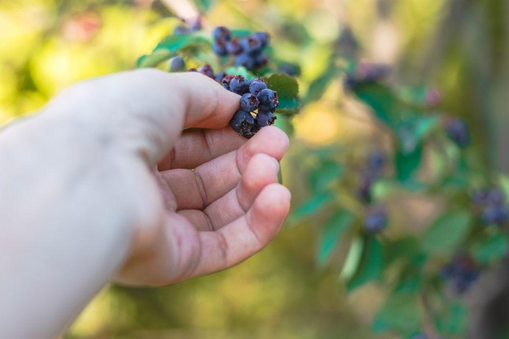 Hand picking juneberries