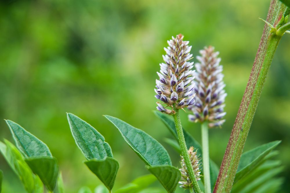 Liquorice plant