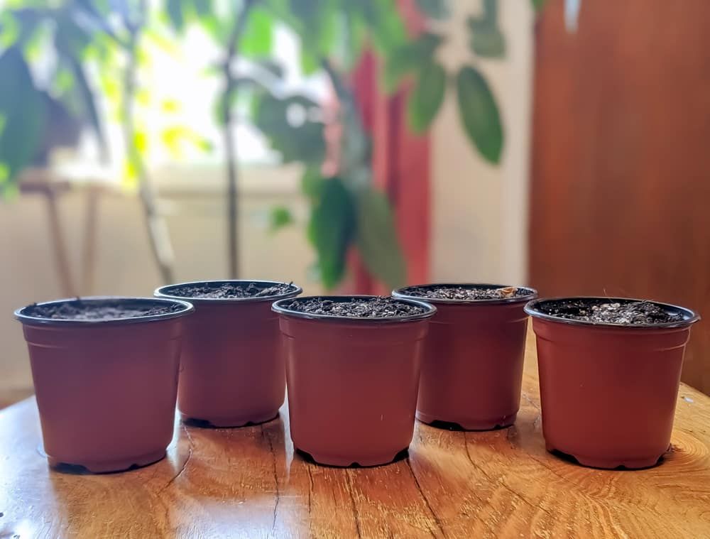Small pots with soil