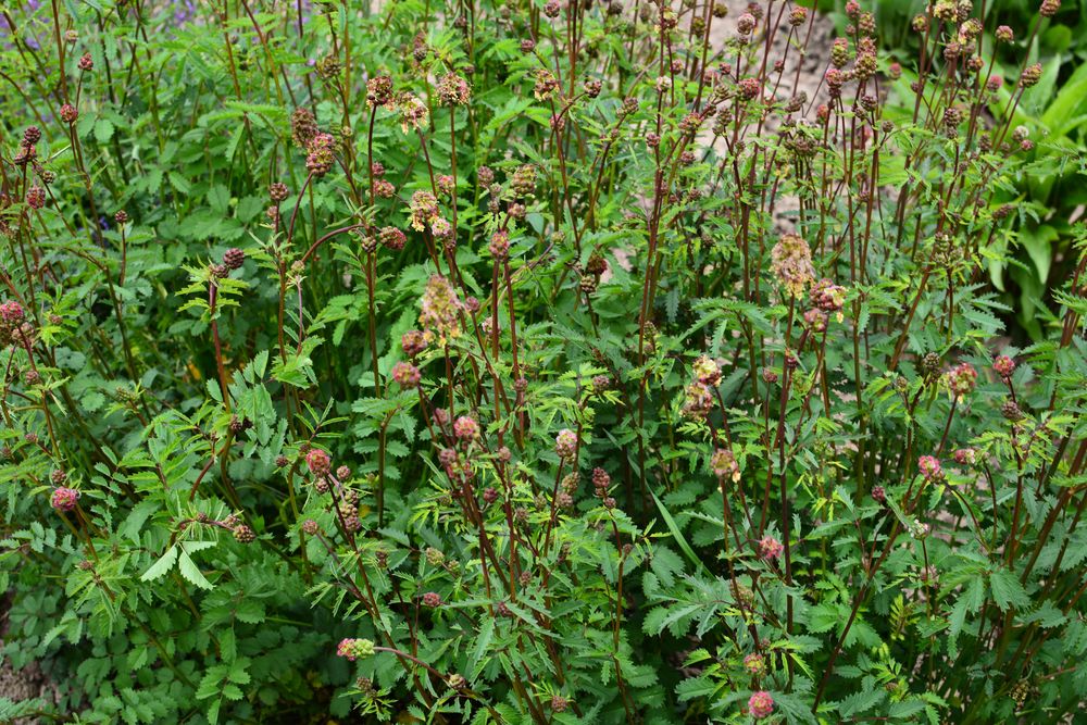 Salad burnet plants