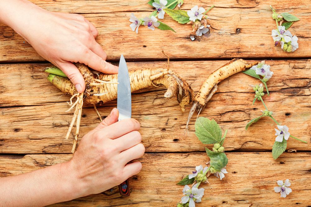 Hand cleaning marshmallow root with knife