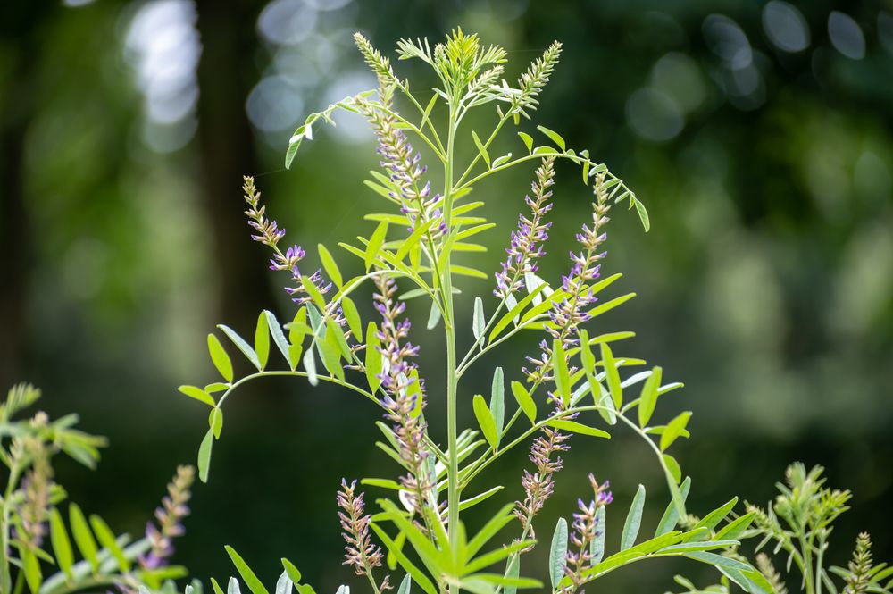 Liquorice plant