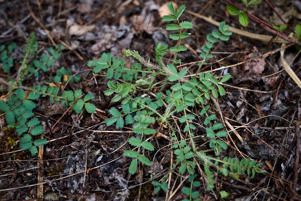 Salad burnet plants