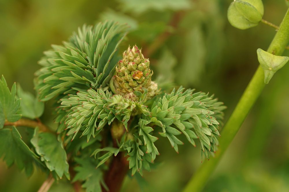 Salad burnet flowerbud