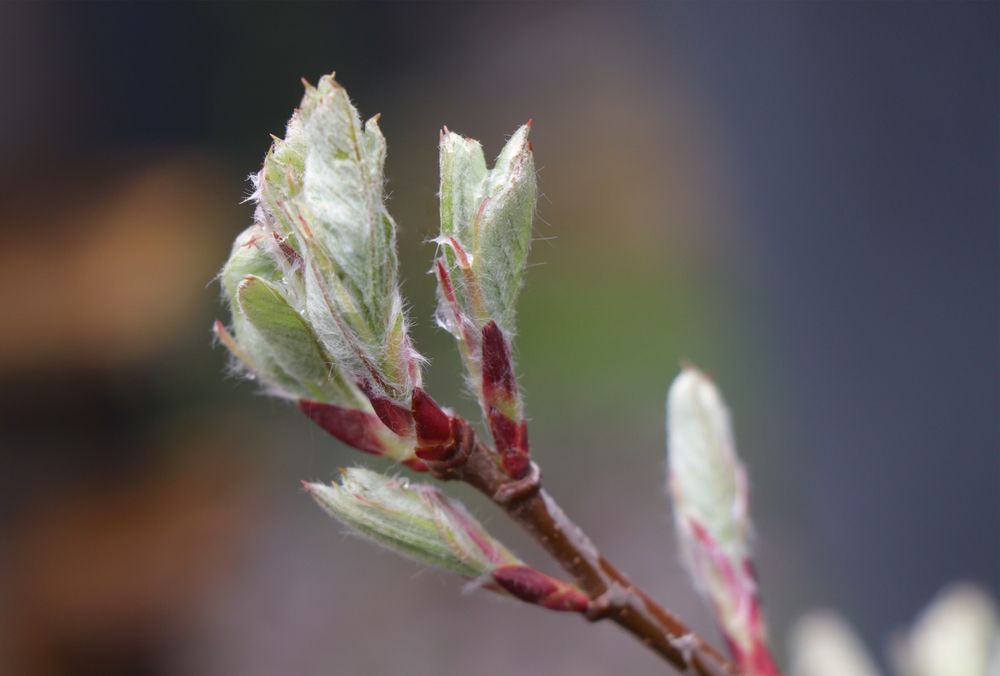 Juneberry plant