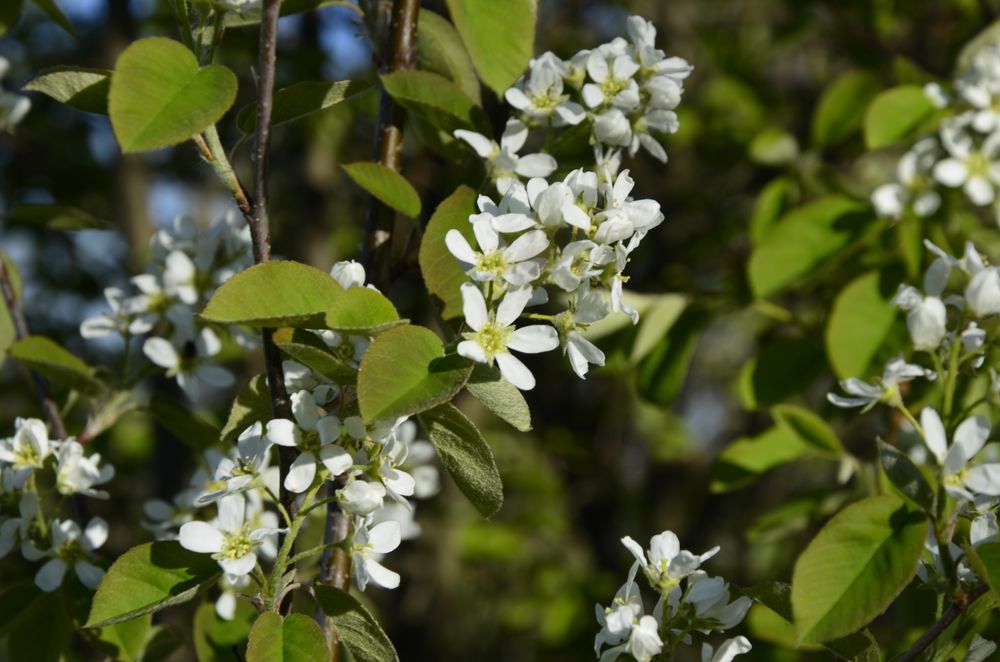 juneberry flowers