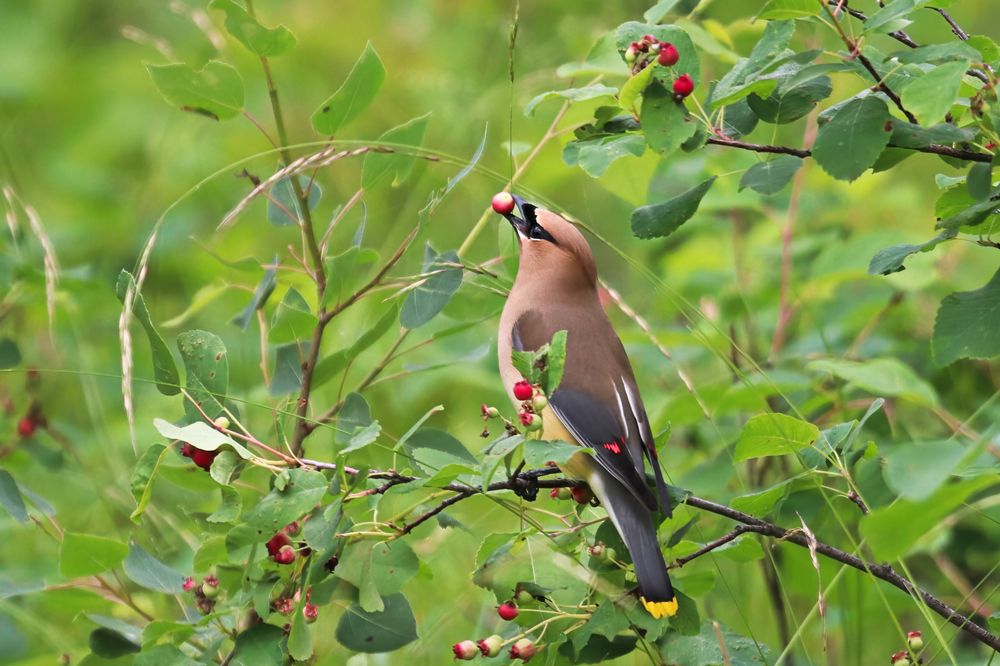 Bird eating juneberries