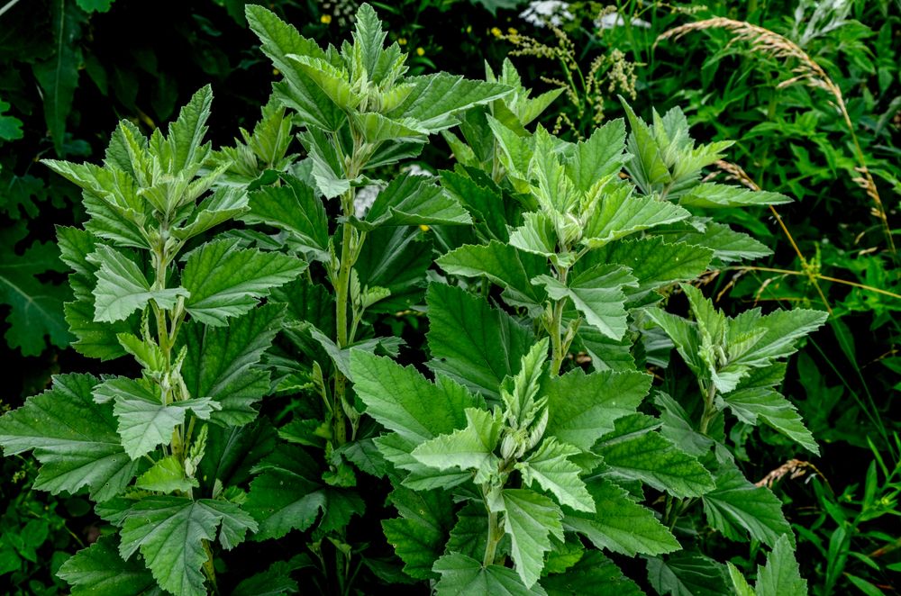 Marshmallow plants