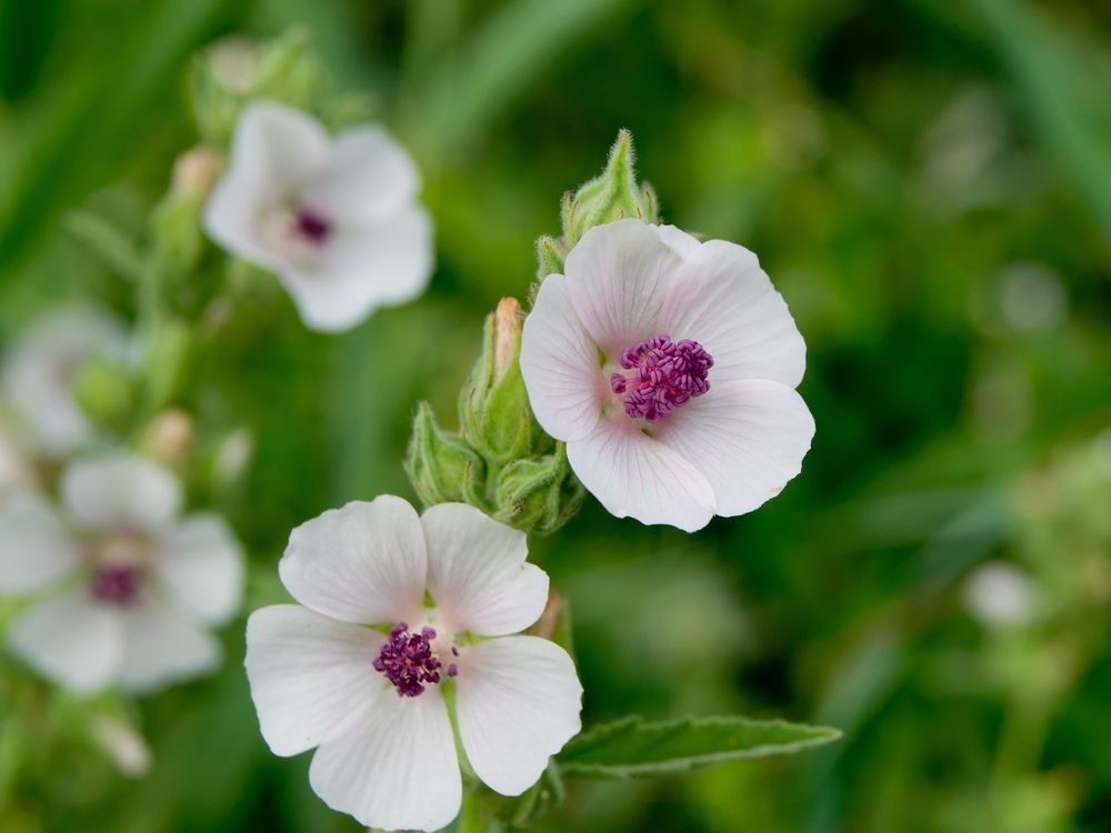 Marshmallow flowers