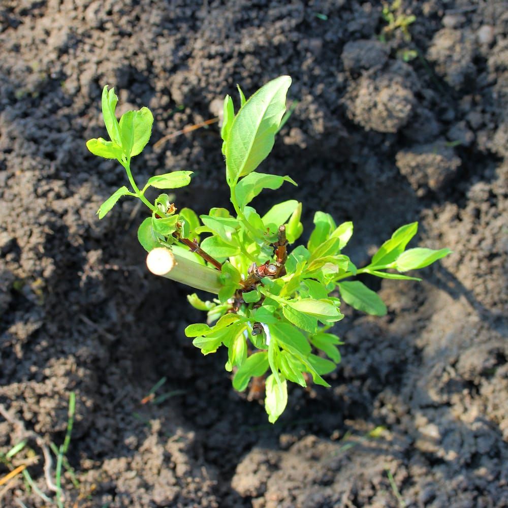 Planting a Honeyberry plant