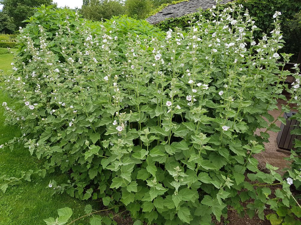 Marshmallow plants