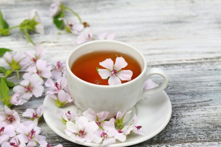 How to Grow Marshmallow From Seed at Home (2024 Guide)