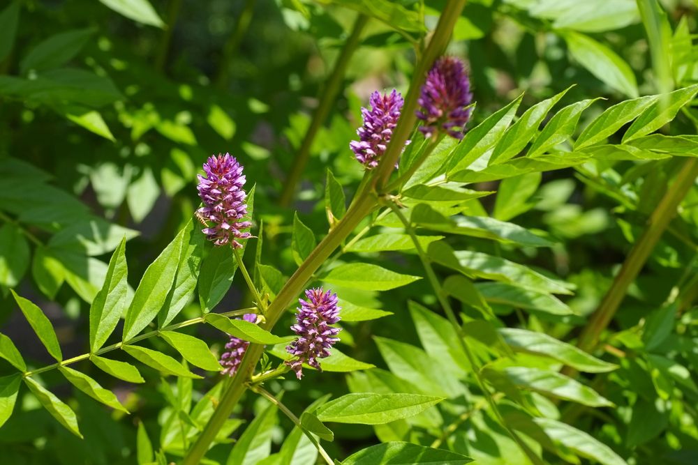 Liquorice plant with flowers