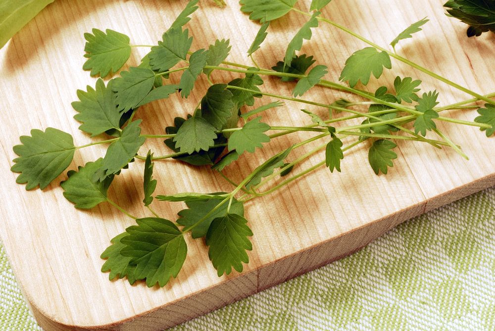 Salad burnet on chopping board