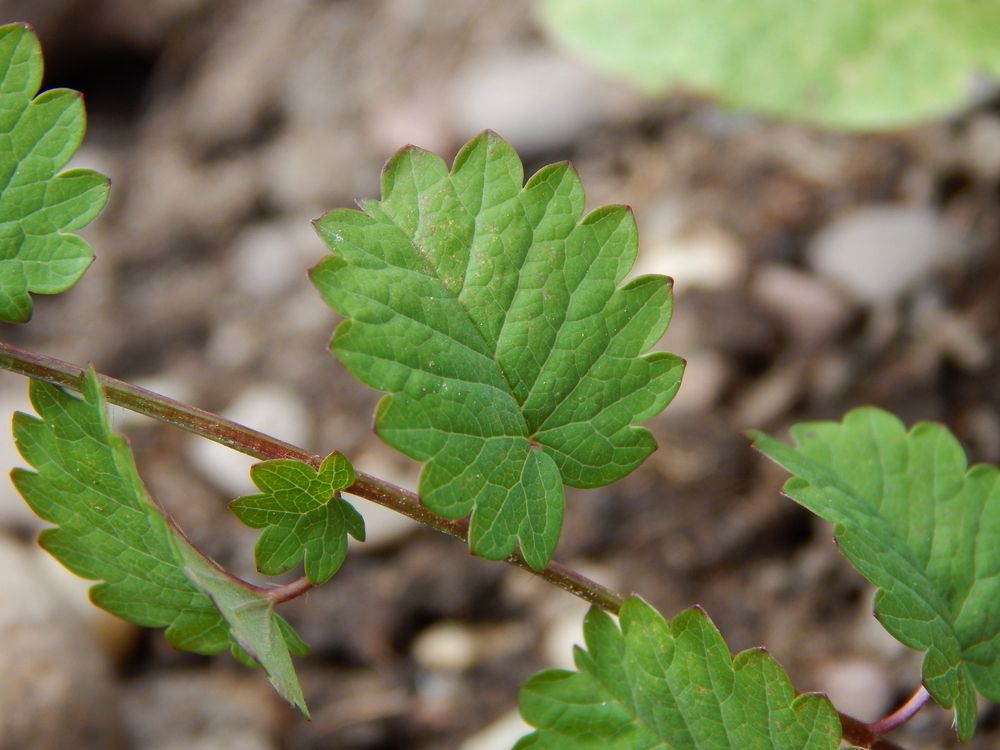 Salad burnet leaf