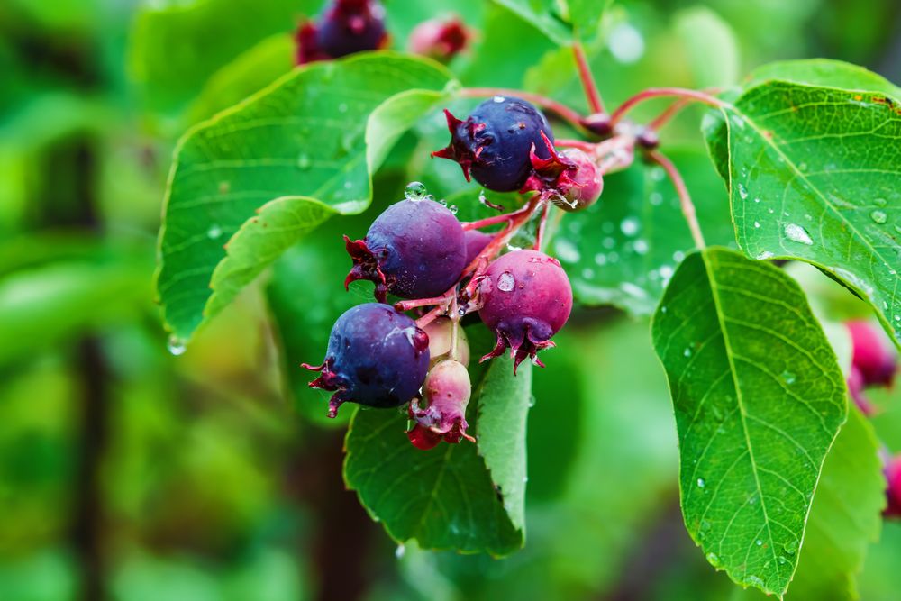 Juneberries on plant