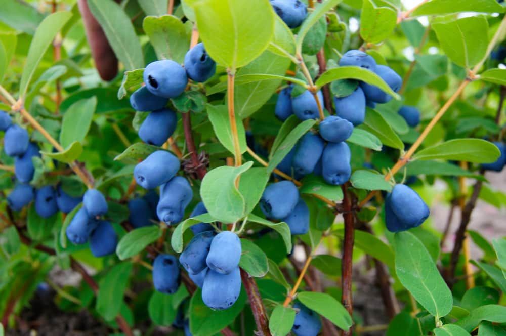 Honeyberries on bush