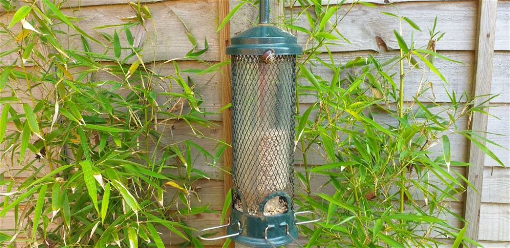 Snail on birdfeeder