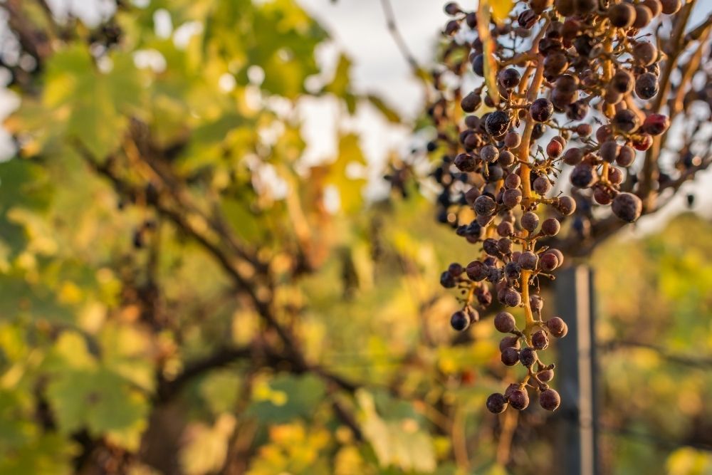 climate-change-ruins-the-grape-harvest-due-to-drought