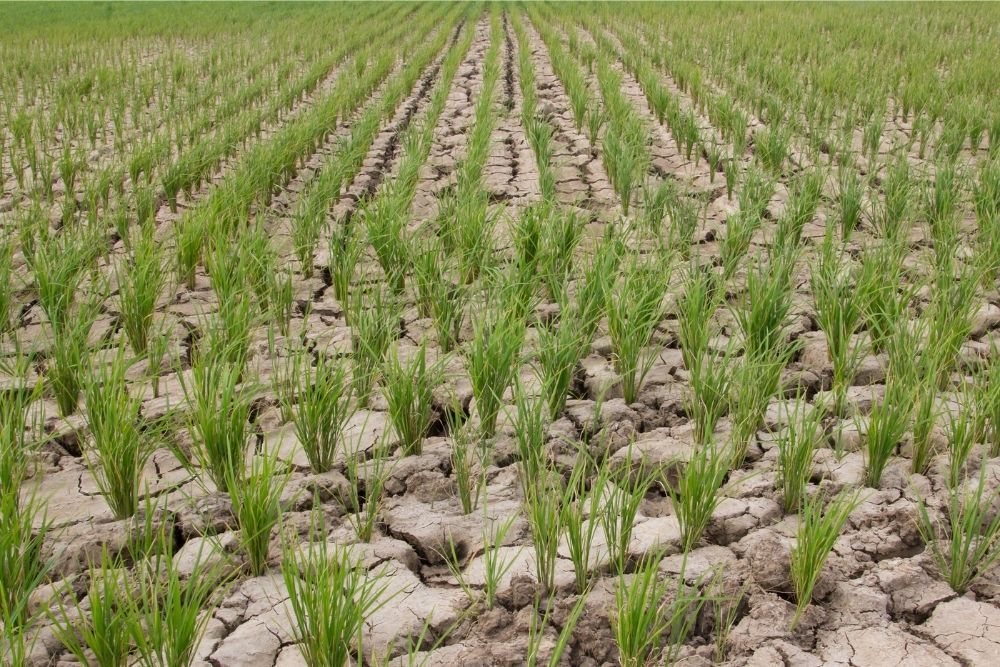 drought-rice-field