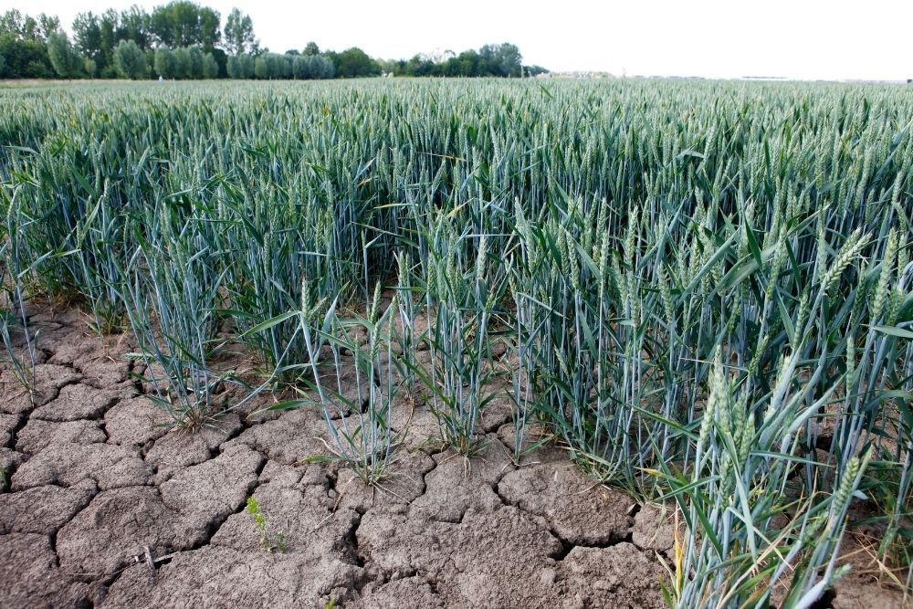 dry-soil-wheat-field
