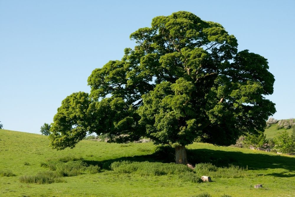english-oak-tree