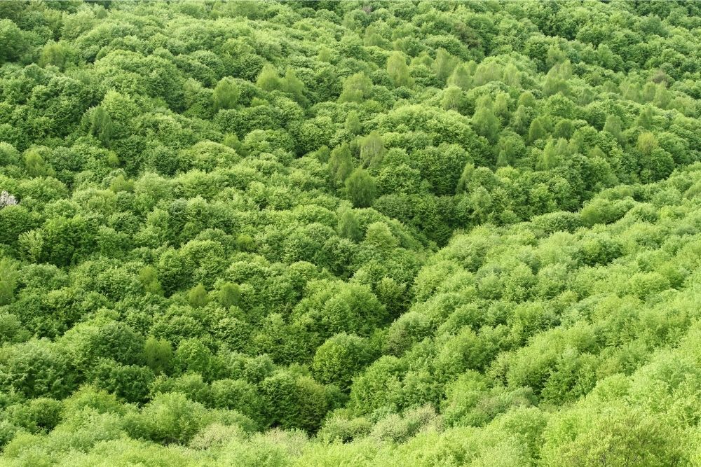 green-spring-forest