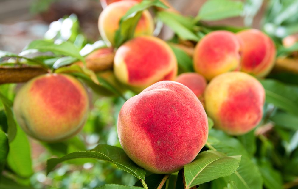 Peaches on tree