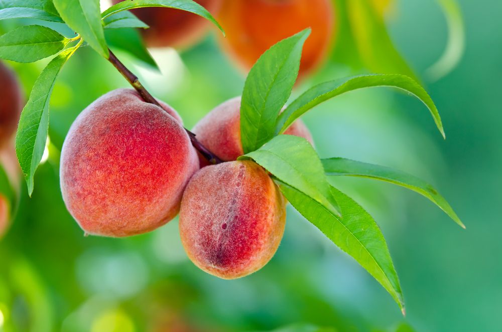 Peaches on tree