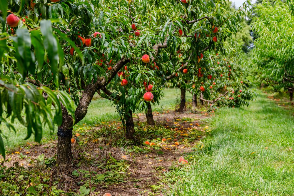 Peach trees