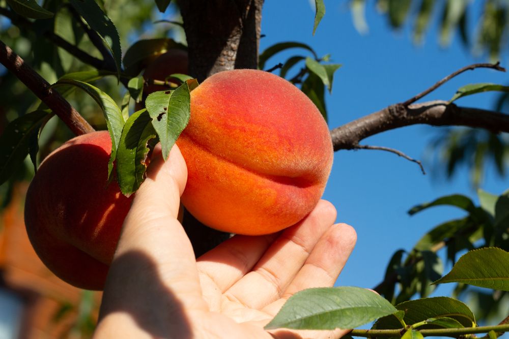 Harvesting a peach
