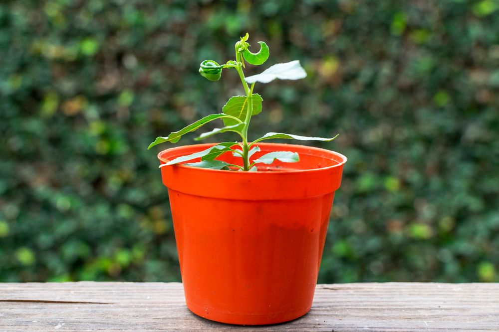 Young peach tree in pot