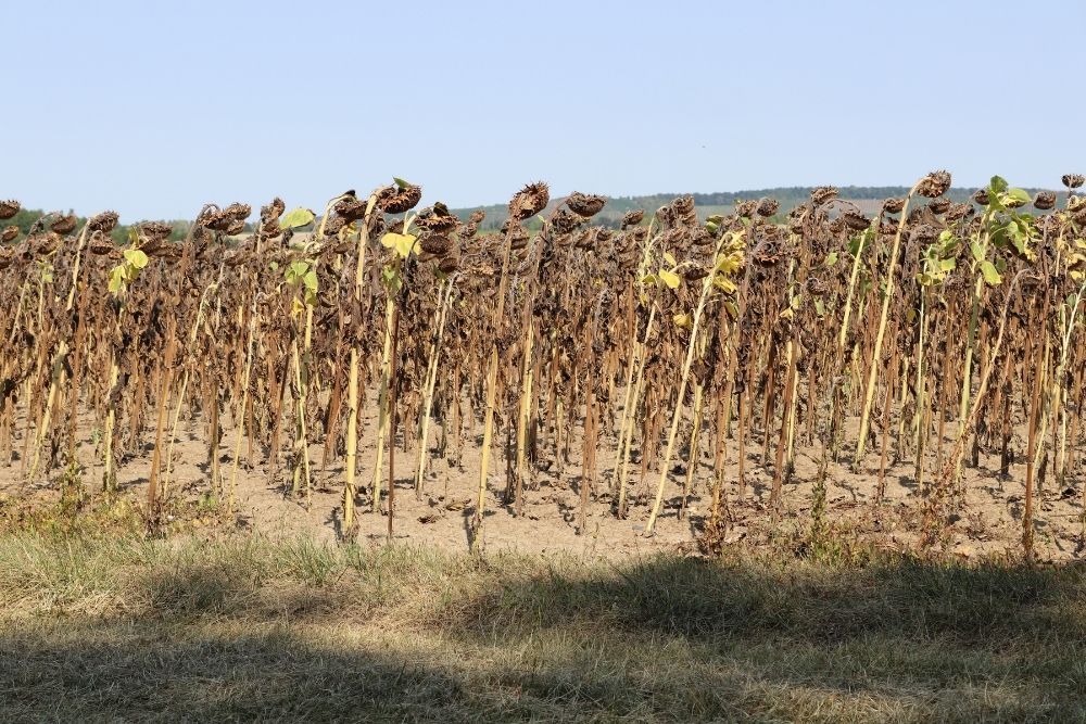 sunflower-field-drought