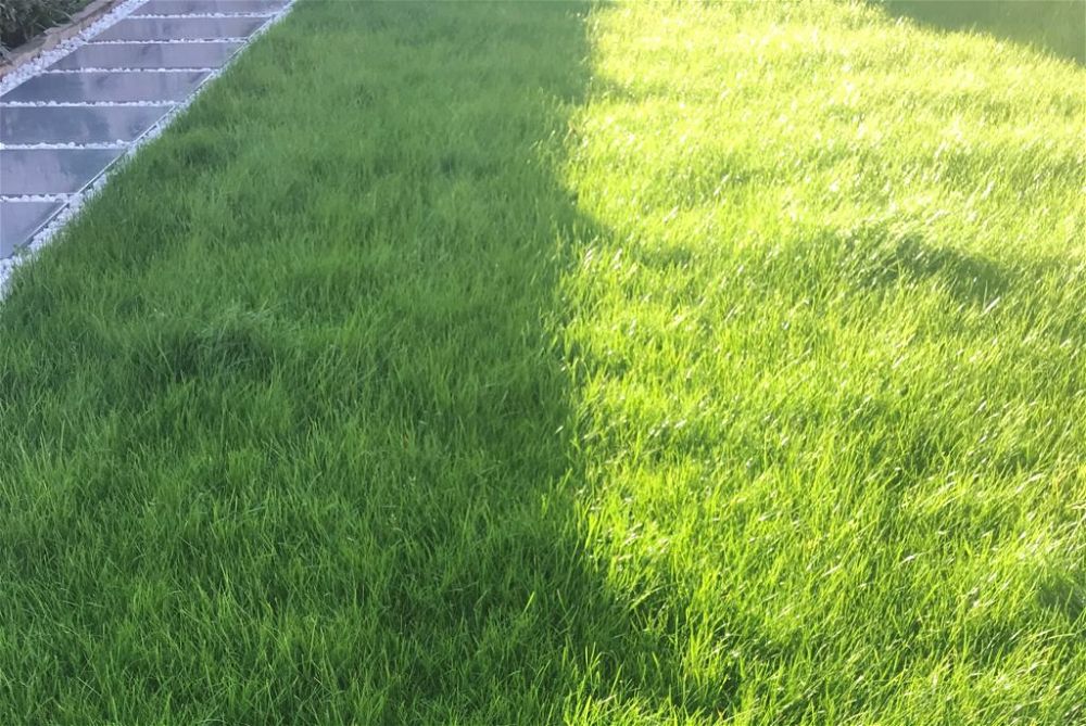 Half sunny grass