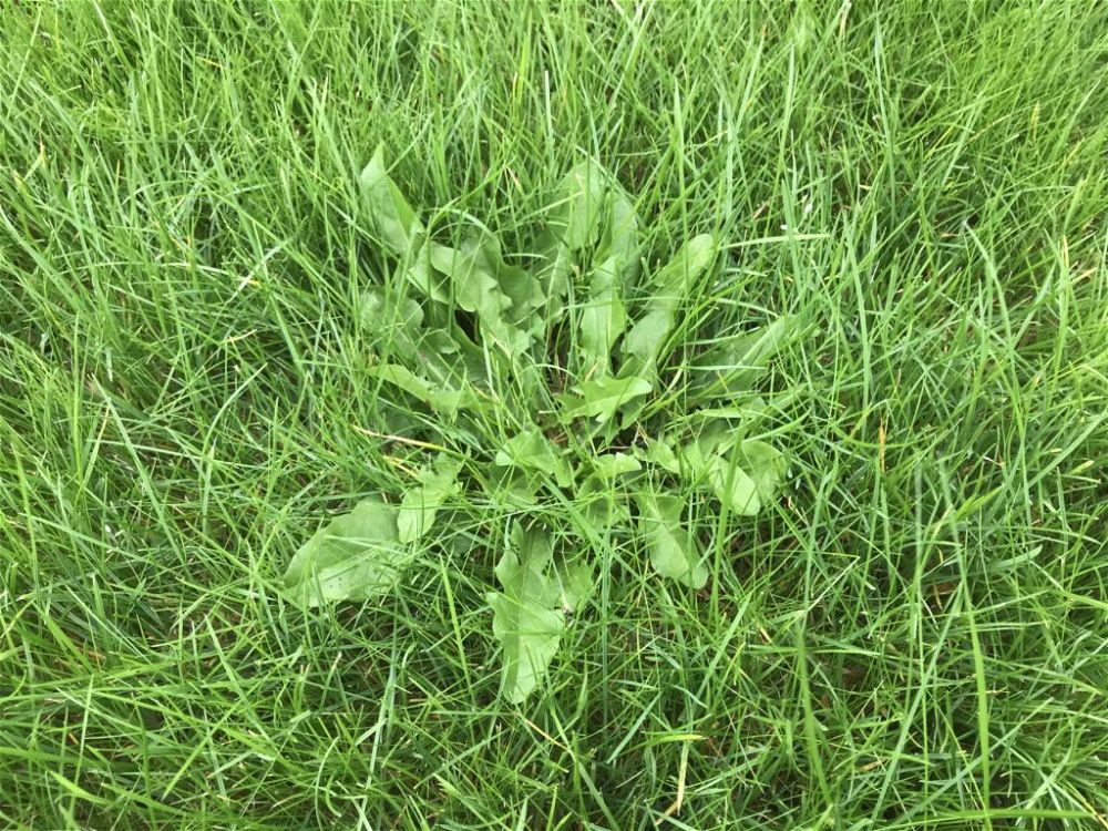 Weeds on grass