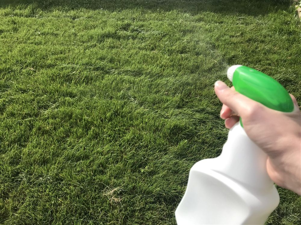 How to Stop Squirrels Digging Up Your Lawn (6 Humane Ways)