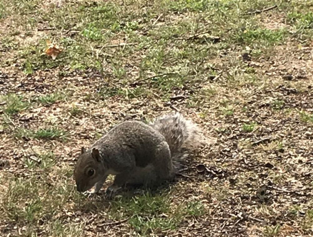 Squirrel digging grass