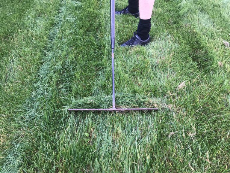 What To Do After Scarifying Your Lawn (Simple Guide)