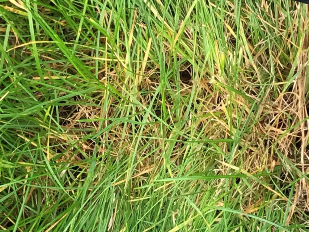 Thatch on grass