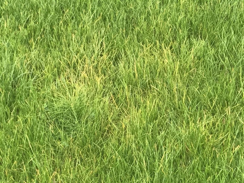 Yellowing grass