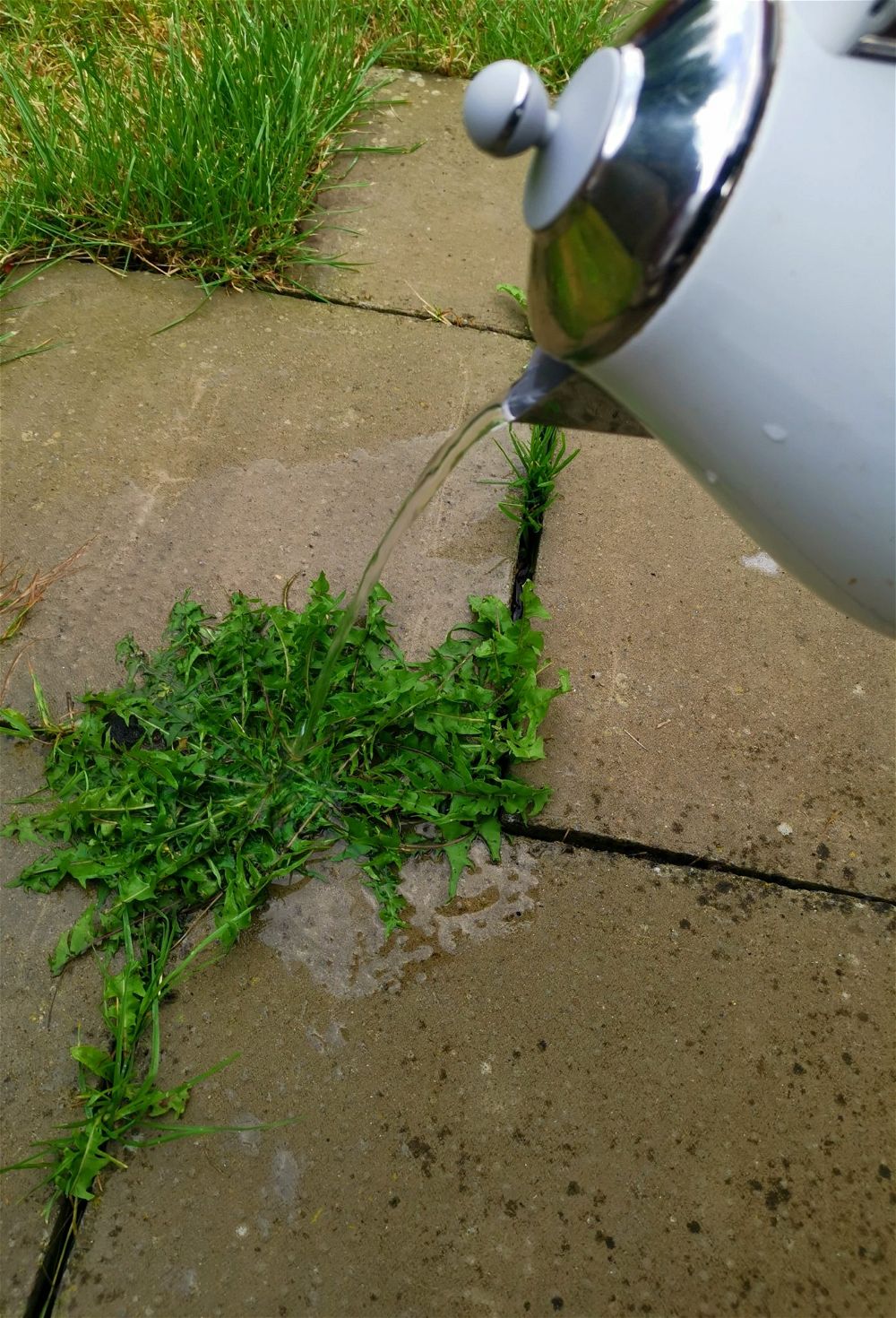How to Stop Weeds Growing in Block Paving | DIY Garden™