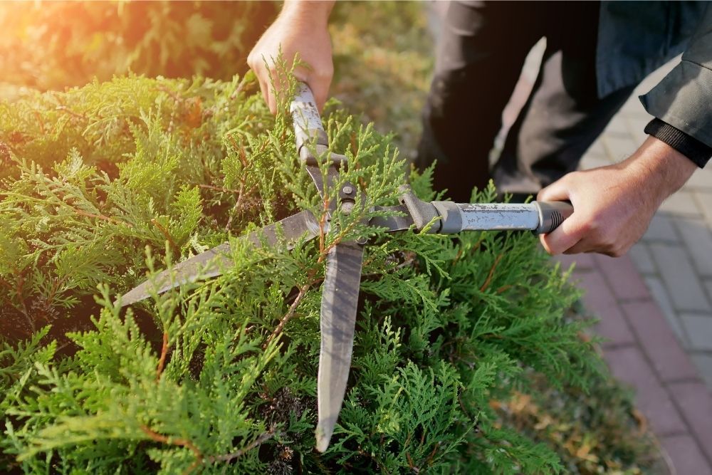 garden-shears