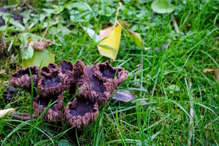 How to Get Rid of Toadstools in Your Lawn | DIY Garden™