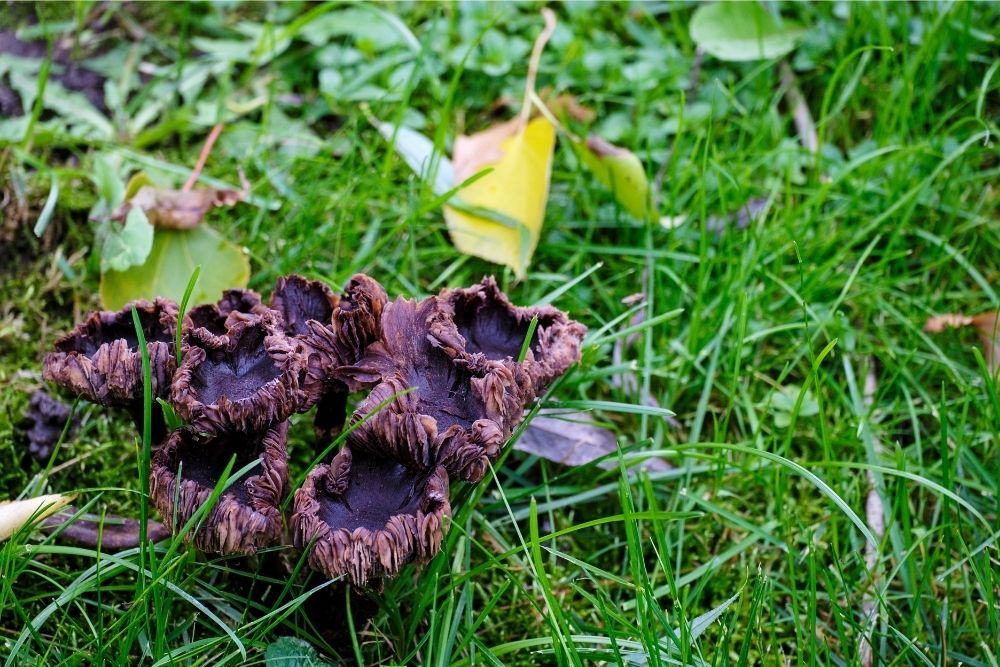 get-rid-of-toadstools-in-lawn