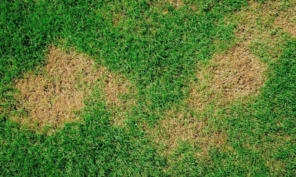 green-and-brown-patch-grass