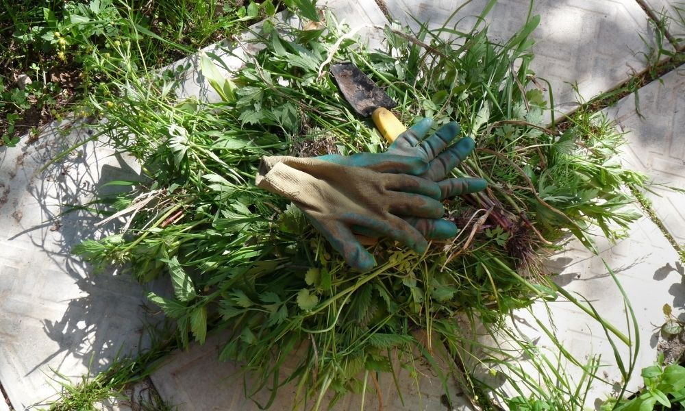 how-to-clear-a-garden-full-of-weeds