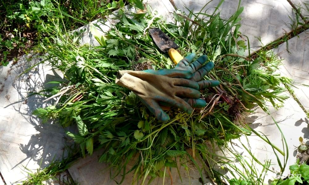 how to clear a garden full of weeds