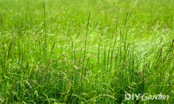 how-to-cut-really-long-grass