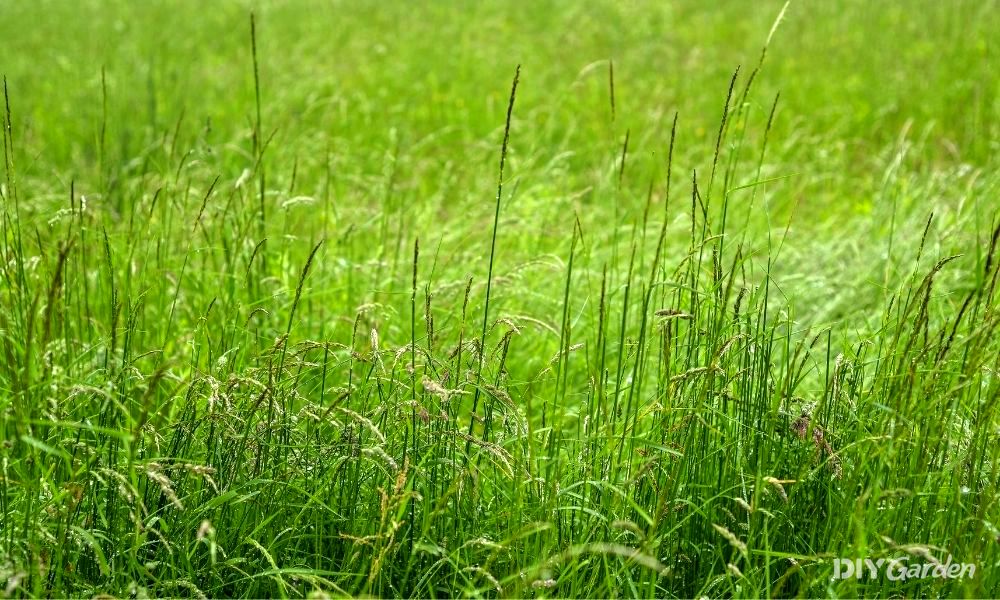 how to cut really long grass